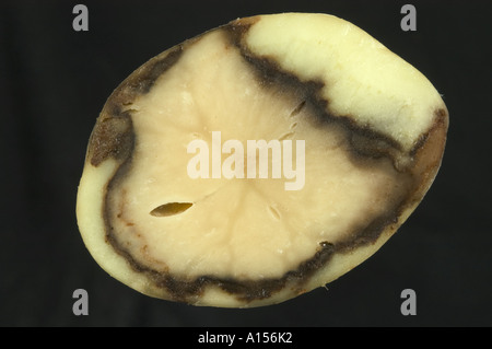 Section through a potato with bacterial soft rot (Pectobacterium ...