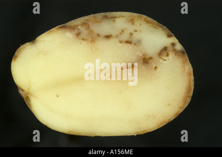 Discolouration Caused By Late Blight Phytophthora Infestans Infection ...