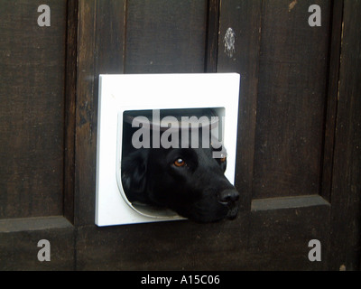 Dog with head through cat flap stuck Stock Photo
