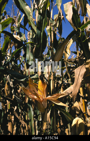 Golden ripe ears of corn on cornstalk in field Iowa USA Stock Photo