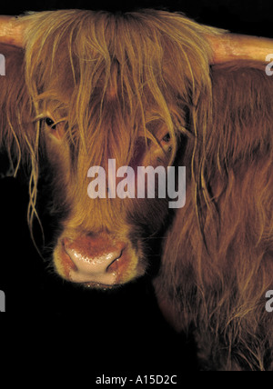 Scottish highlander cow Stock Photo - Alamy