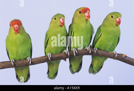 Abyssinian Lovebirds Four in a Row Stock Photo