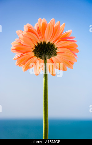 Gerbera flower Gerbera sp against blue sky and sea close up Stock Photo