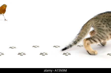 Cat sneaking off white page with a robin peeking from top corner, a concept made from three images Stock Photo