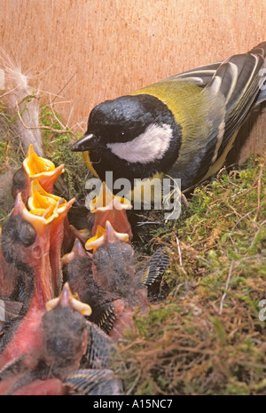 The great tit (Parus major) is a passerine bird in the tit family Paridae.  It is a widespread and common species throughout Europe, the Middle East  Stock Photo - Alamy
