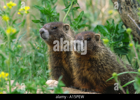 Yellow bellied marmot also rock chuck also whistling pig Marmota flaviventris among grass Stock Photo