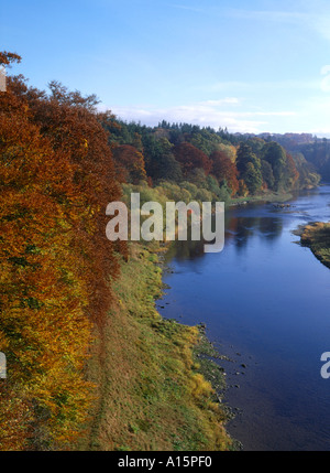 dh  RIVER TWEED BORDERS Autumnal golden brown trees river bank footpath Stock Photo