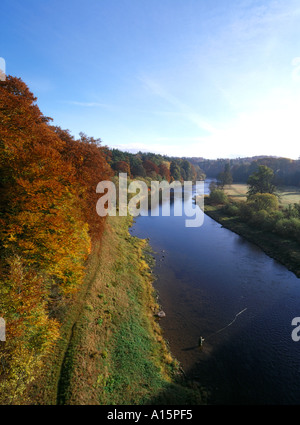 dh  RIVER TWEED BORDERS Autumnal golden brown trees river bank footpath angler fly fishing scotland autumn uk Stock Photo