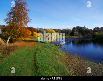 dh  RIVER TWEED BORDERS Man walking dog autumnal golden brown trees river bank footpath riverbank foot path uk autumn along scotland Stock Photo