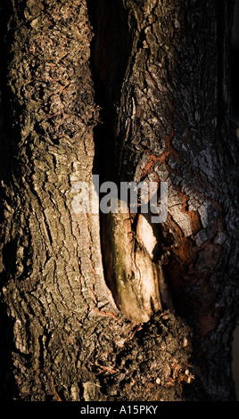 tree Stock Photo
