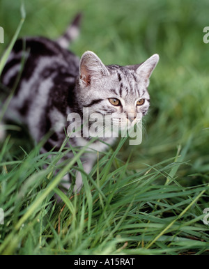 kitten in grass Stock Photo