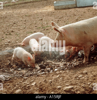 A sow with her piglets enjoying a spray from a water hose Devon Stock Photo
