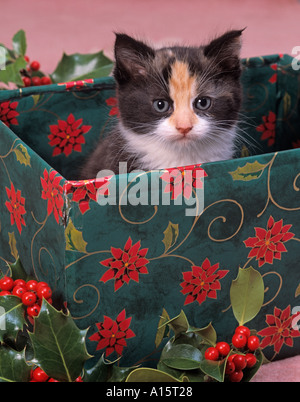 Kitten in Christmas Box Stock Photo