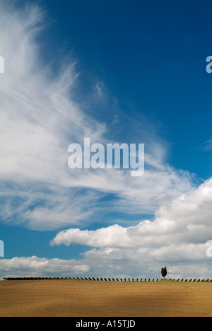 Val d'Orcia lone cypress tree and rows of vines on skyline near San Quirico d'Orcia Tuscany Italy EU Europe Stock Photo