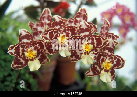 Orchid Odontioda Stock Photo