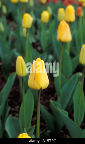 Tulipa ORANGE LION Stock Photo