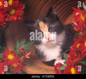 Tortoishell Kitten Hiding In Red Flowers Stock Photo
