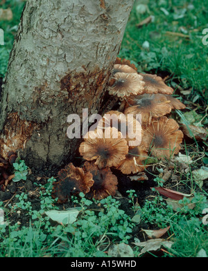 Honey fungus Armillaria mellea fruiting bodies at the base of an old apple tree Stock Photo