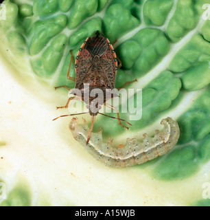Predatory petatomid bug Podisus maculiventris feeding on a tomato moth caterpillar Stock Photo