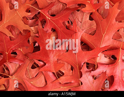 Scarlet Pin oak leaves in autumn Quercus palustris Stock Photo