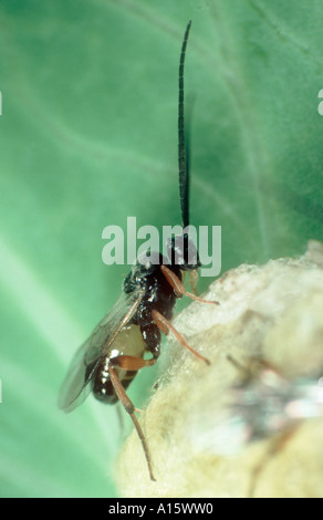 A braconid wasp Cotesia glomerata wasp newly emerged adult on pupal cocoon