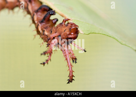 moth walnut devil horned caterpillar hickory regal royal larva citheronia regalis alamy