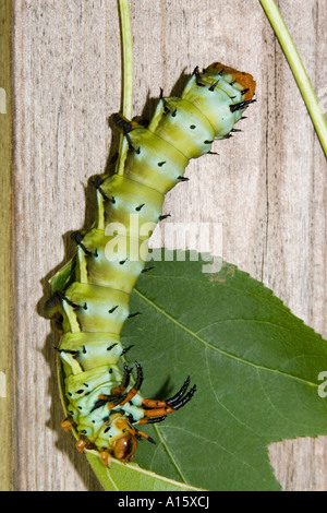 moth hickory caterpillar devil walnut horned regal royal citheronia larva regalis alamy