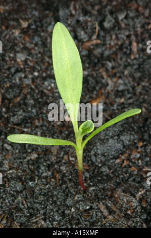 Knotgrass Polygonum aviculare seedling with one true leaf Stock Photo