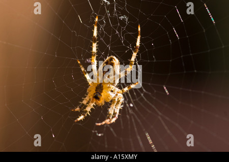 Horizontal macro image of a large common garden spider 'araneus diadematus'. Stock Photo