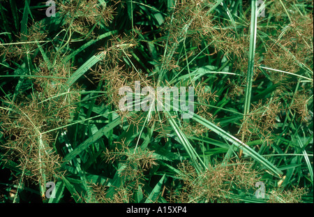 Yellow nutsedge Cyperus esculentus group of flowering sedges Stock Photo