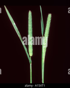Timothy Phleum pratense grass flower spikes Stock Photo
