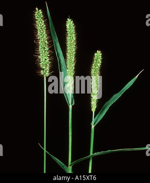 Rough or Bur Bristle grass Setaria verticillata flower spikes Stock Photo