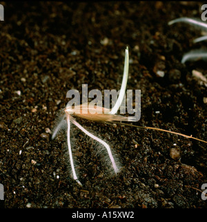 Germinating wild oat Avena fatua seedling burying itself into the soil Stock Photo