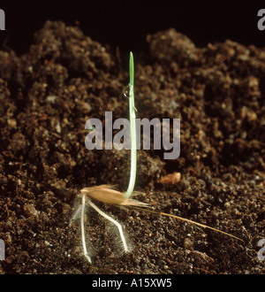 Oat Roots Wild oats Avena fatua seedling plant in young wheat Stock Photo - Alamy