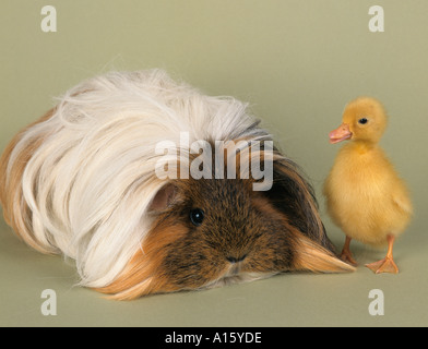 Pet Long haired Guinea Pig with newly hatched Ducklings on plain background Stock Photo