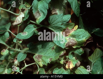 Tomato late blight Phytophthora infestans on tomato leaves Stock Photo