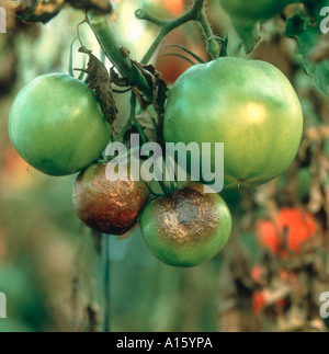 Tomato late blight Phytophthora infestans infection on fruit under glass Stock Photo