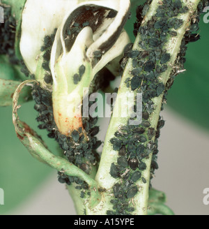 Black bean aphid Aphis fabae infestation on bean flowers stem Stock Photo