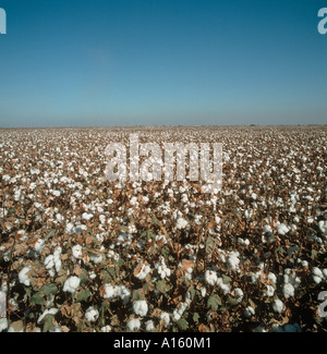 Large field of cotton Gossypium spp in open boll at harvest time California USA Stock Photo