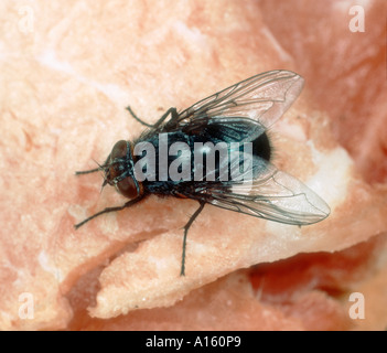 A bluebottle Calliphora vomitoria on meat Stock Photo