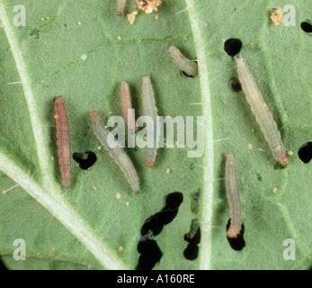 Caterpillars of the diamond back moth Plutella xylostella on a damaged cabbage leaf Stock Photo