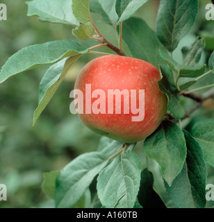 Ripe red Discovery apple on the tree before picking Stock Photo