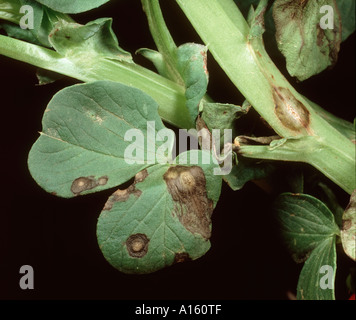 Ascochyta leaf spot (Ascochyta fabae) lesions on field bean leaves stem Stock Photo