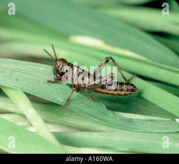 Desert locust Schistocerca gregaria hopper nymph on cereal leaves Stock Photo