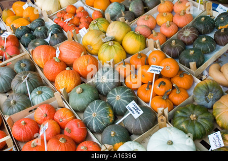Multicolour multicolor pumpkins Cucurbita Stock Photo