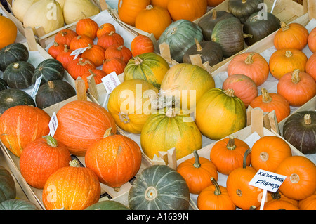 Multicolour multicolor pumpkins Cucurbita Stock Photo