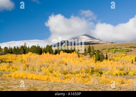 Digital stock image of aspens in eastern Sierra Nevada during autumn fall season