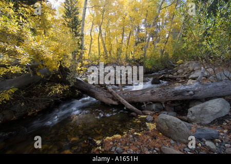 Digital stock image of tree lined Bishop Creek east of Sabrina Lake in ...