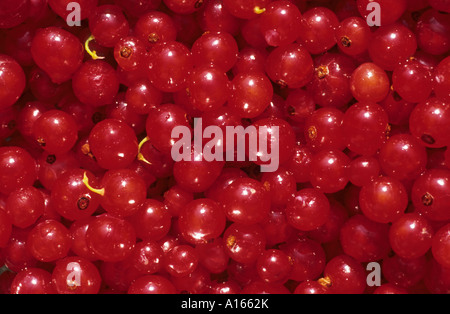 redcurrants Stock Photo
