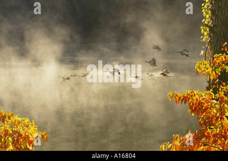 Ducks land and fly off on misty a lake on a fall day, Missouri USA Stock Photo